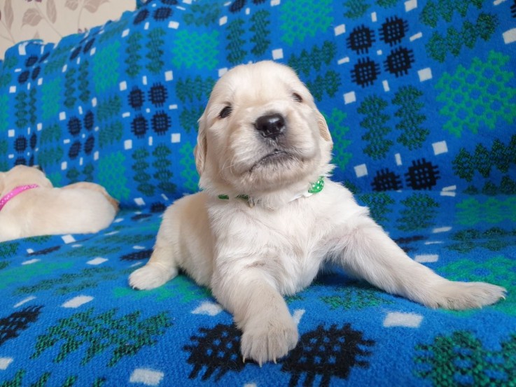 Golden Retriever puppies Ready Now