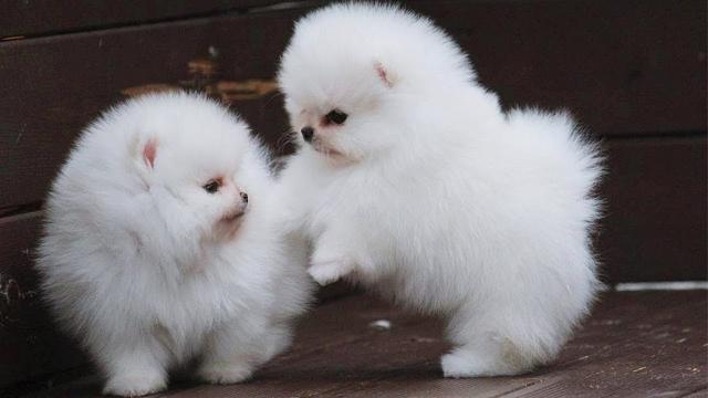 Pomeranian Puppies