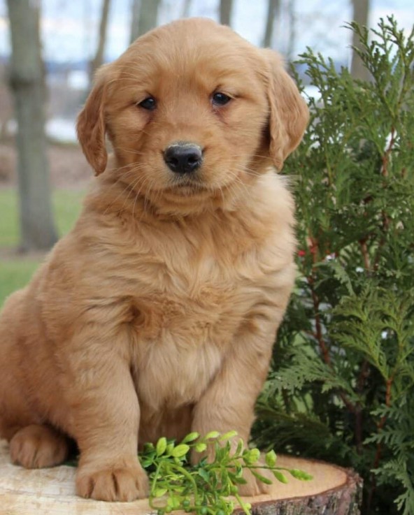 Golden Retriever Puppies For Sale