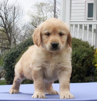 Golden Retriever Puppies For Sale