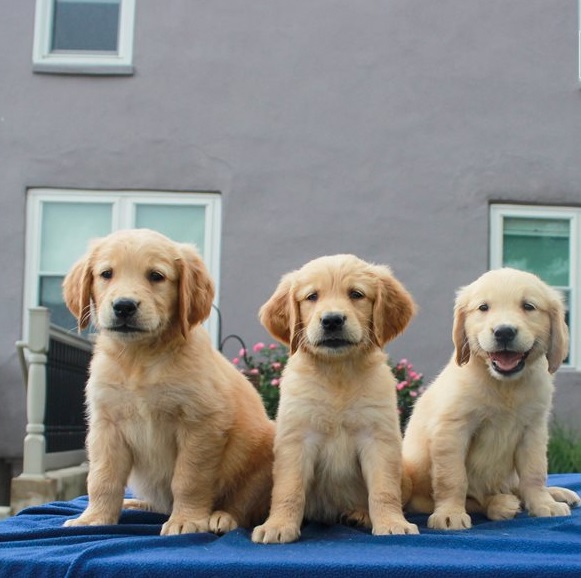 Golden Retriever Puppies For Sale