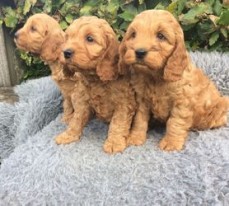 Cockapoo Puppies 