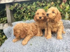 Cockapoo Puppies 