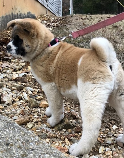 Akita puppies for sale