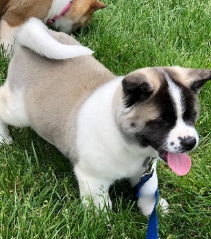 Akita puppies for sale