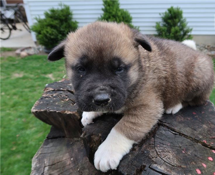 Akita puppies for sale