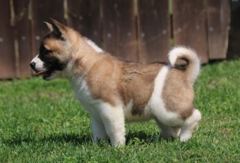 Akita puppies for sale