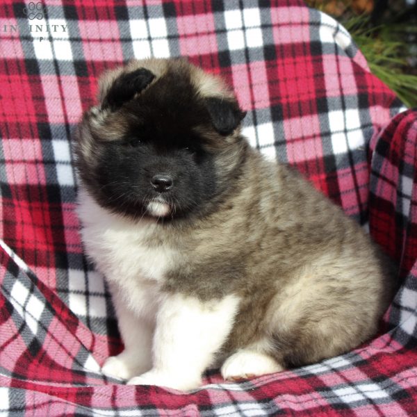 Akita puppies for sale