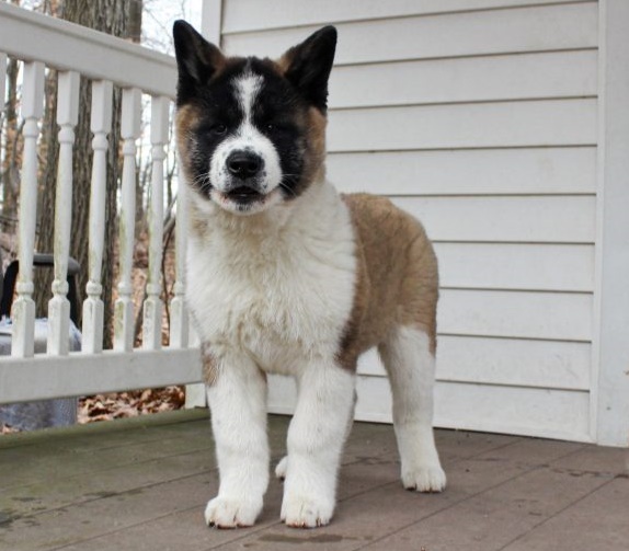 Akita puppies for sale