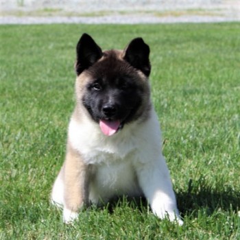 Akita puppies for sale