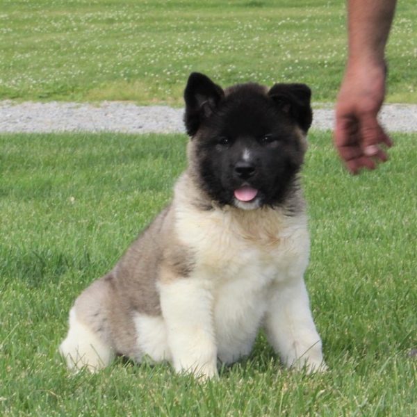 Akita puppies for sale