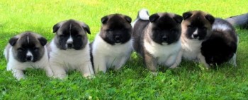 Akita puppies for sale