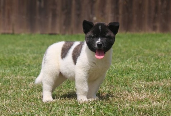 Akita puppies for sale