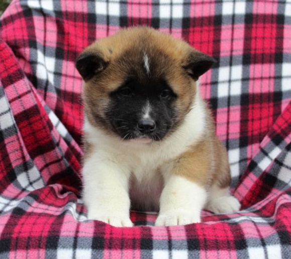 Akita puppies for sale