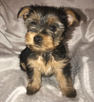 Yorkshire Terrier  puppies Ready Now