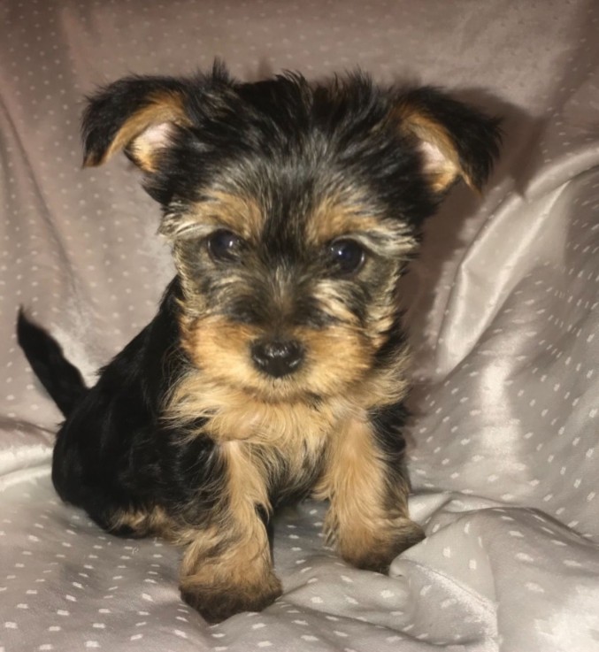 Yorkshire Terrier  puppies Ready Now