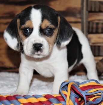 Beagle puppies for sale