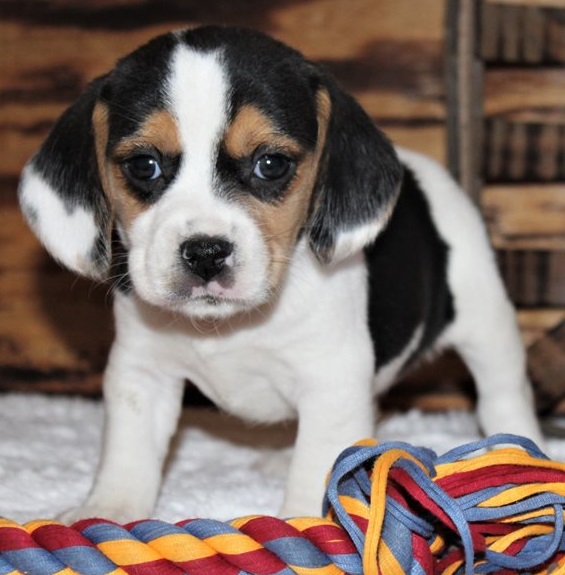 Beagle puppies for sale