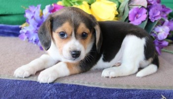 Beagle puppies for sale