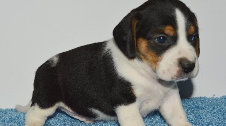 Beagle puppies for sale