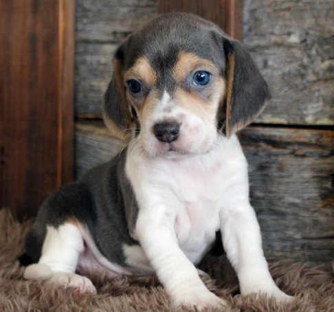 Beagle puppies for sale