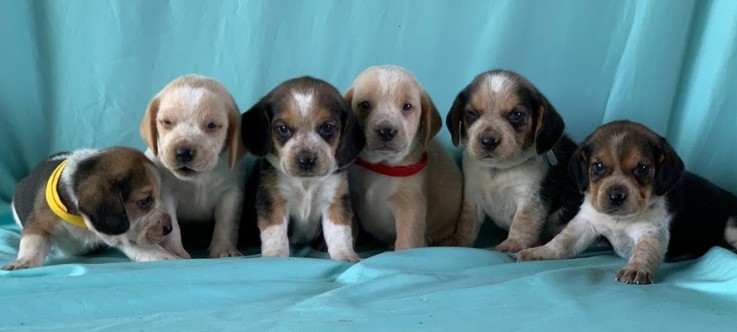 Beagle puppies for sale