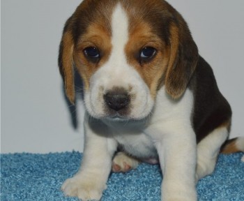 Beagle puppies for sale