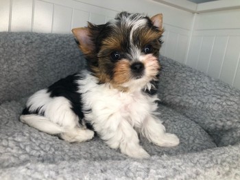 Beautiful Yorkshire Terrier  puppies