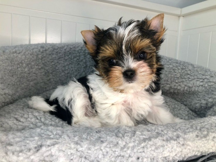 Beautiful Yorkshire Terrier  puppies