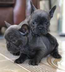 Blue French Bulldog Puppies 