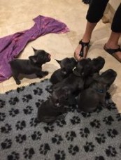 Blue French Bulldog Puppies 