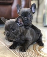 Blue French Bulldog Puppies 