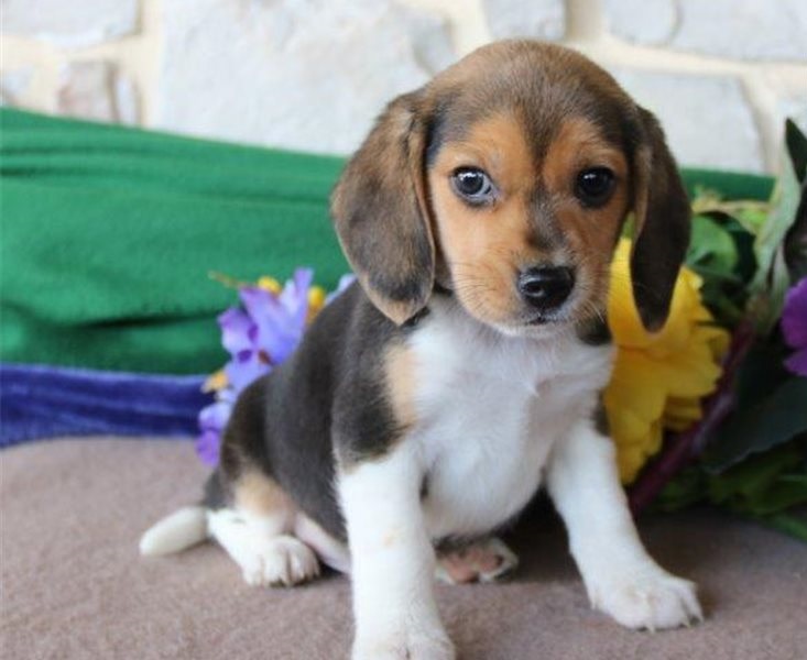 Beagle puppies for sale