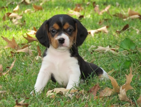 Beagle puppies for sale