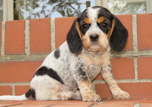 Beagle puppies for sale