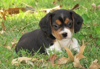 Beagle puppies for sale