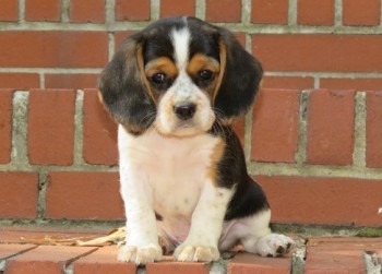 Beagle puppies for sale