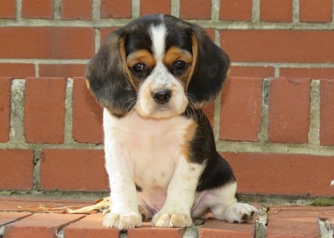 Beagle puppies for sale