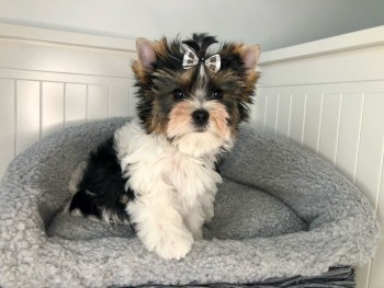 Beautiful Yorkshire Terrier  puppies