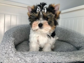 Beautiful Yorkshire Terrier  puppies