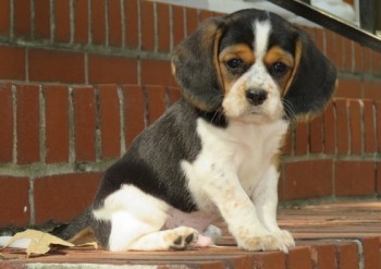 Beagle puppies for sale