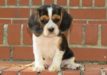 Beagle puppies for sale