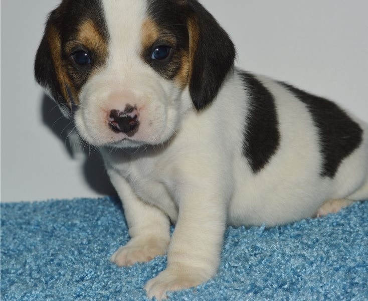 Beagle puppies for sale