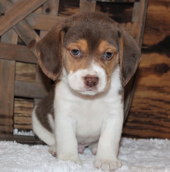 Beagle puppies for sale