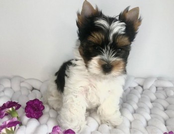 Beautiful Yorkshire Terrier puppies