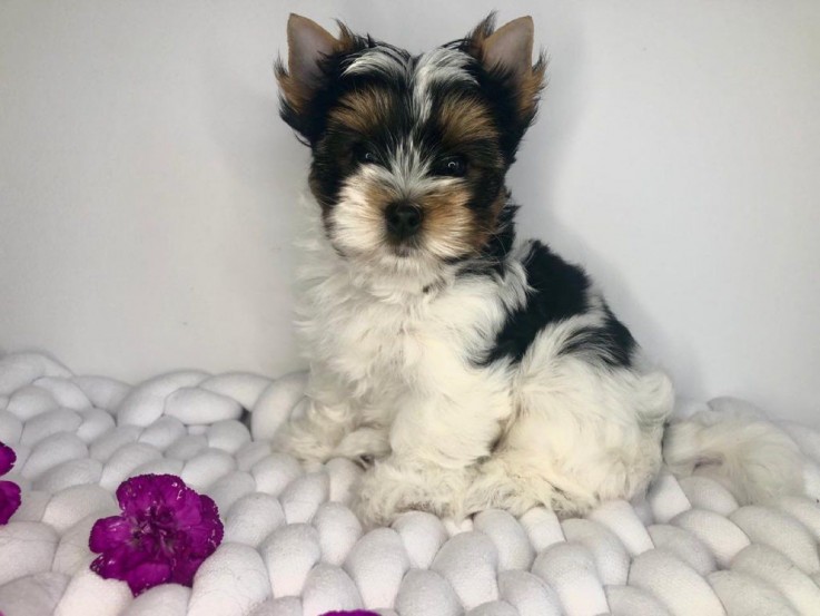 Beautiful Yorkshire Terrier puppies