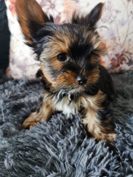 Beautiful Yorkshire Terrier puppies