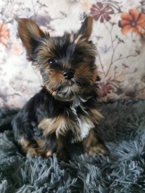 Beautiful Yorkshire Terrier puppies