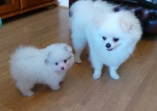 Pomeranian puppies