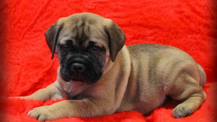 Bullmastiff puppies for sale